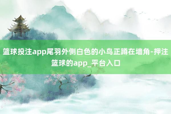 篮球投注app尾羽外侧白色的小鸟正蹲在墙角-押注篮球的app_平台入口